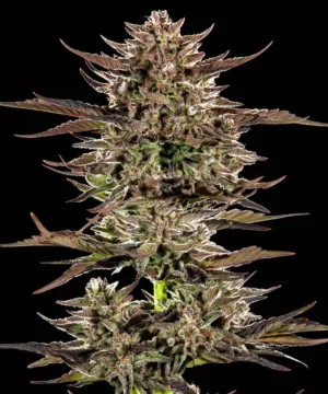 Barneys Farm Frosted Zinn x 3 Bears OG Auto 2