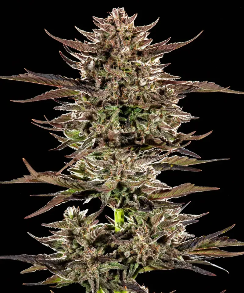 Barneys Farm Frosted Zinn x 3 Bears OG Auto 2