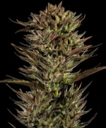 Barneys Farm Thin Mint x Sour Pinot Auto 2