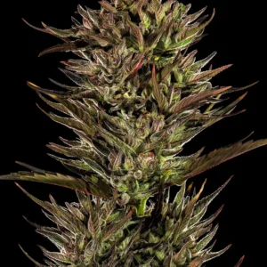 Barneys Farm Thin Mint x Sour Pinot Auto 2