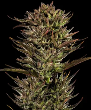 Barneys Farm Thin Mint x Sour Pinot Auto 2