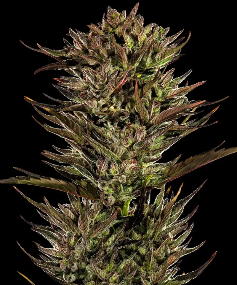 Barneys Farm Thin Mint x Sour Pinot Auto 2
