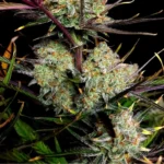 Fast Buds Apple Strudel Auto 2
