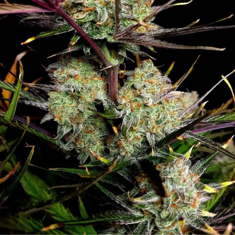 Fast Buds Apple Strudel Auto 2
