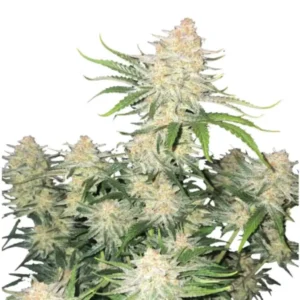 Fast Buds Frost Banger Auto 2