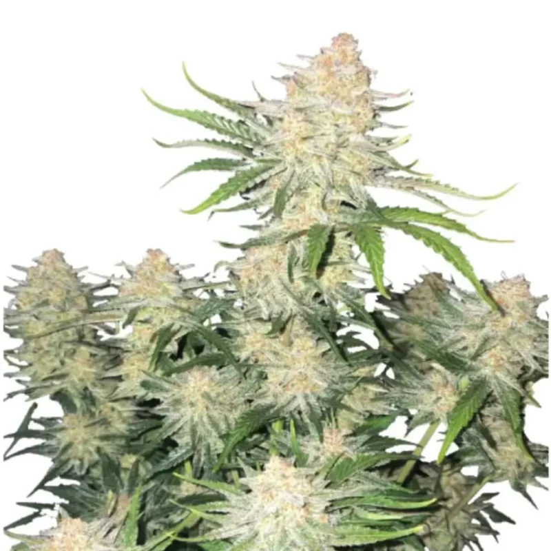 Fast Buds Frost Banger Auto 2