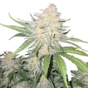 Fast Buds Frost Banger Auto