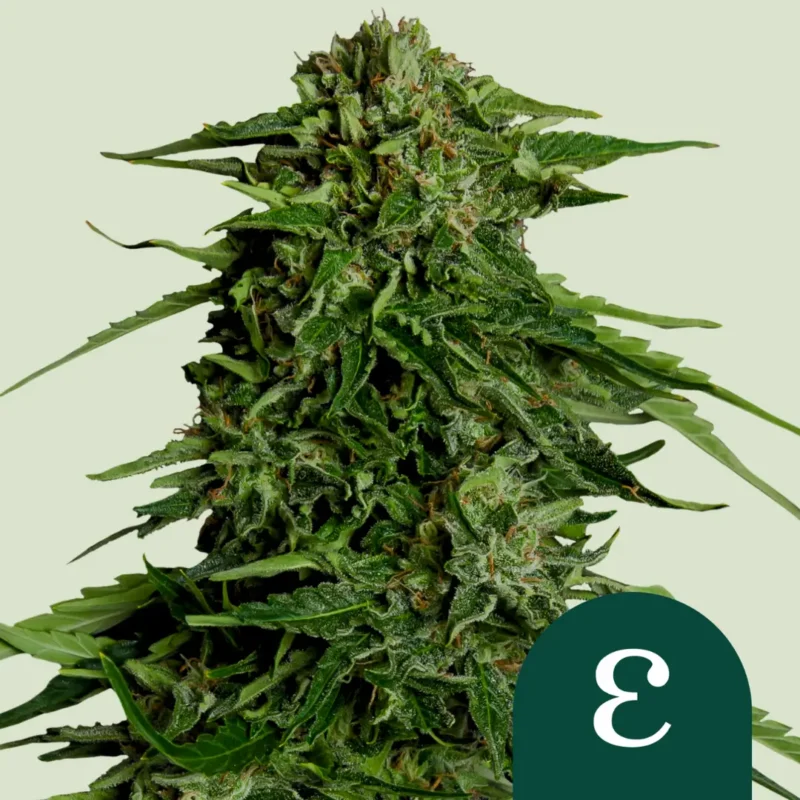 Royal Queen Seeds Epsilon F1 2