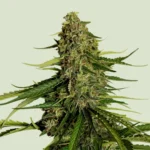Royal Queen Seeds Gaia F1 2