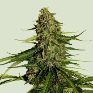 Royal Queen Seeds Gaia F1 2