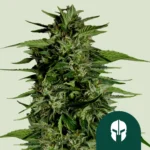 Royal Queen Seeds Hyperion F1 2