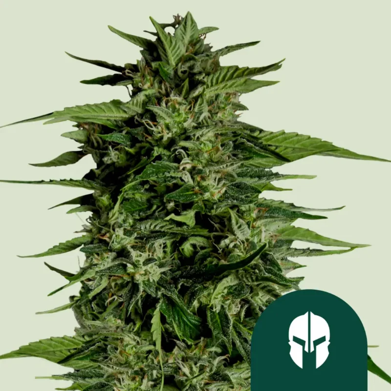 Royal Queen Seeds Hyperion F1 2