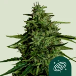 Royal Queen Seeds Milky Way F1 2