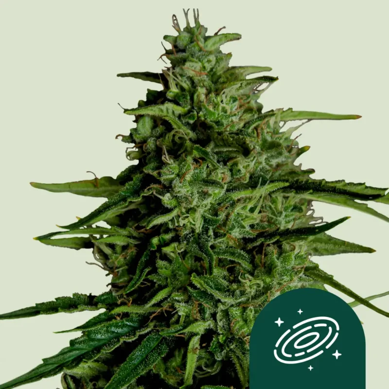 Royal Queen Seeds Milky Way F1 2