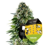 Royal Queen Seeds x Tyson Corkscrew Auto 2