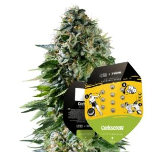 Royal Queen Seeds x Tyson Corkscrew Auto 2