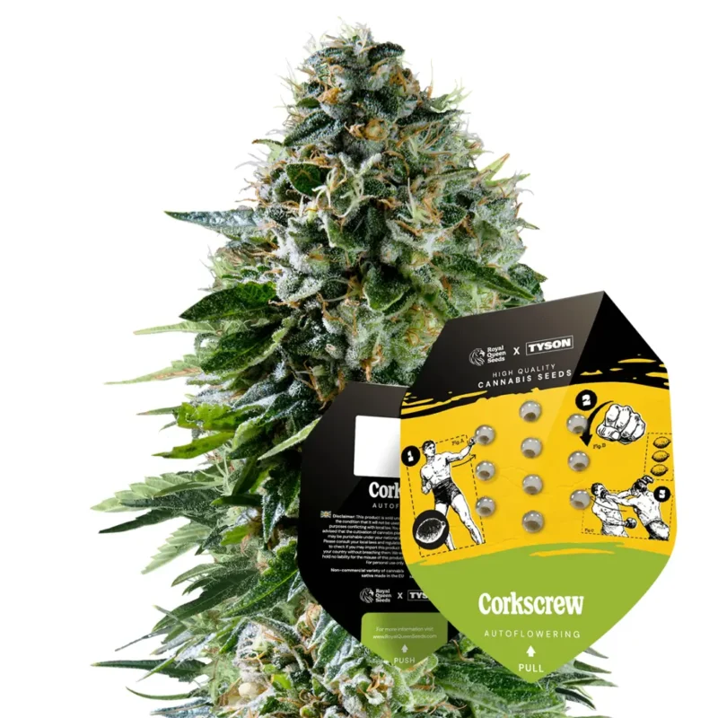 Royal Queen Seeds x Tyson Corkscrew Auto 2
