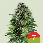 Royal Queen Seeds x Tyson Corkscrew Auto 3