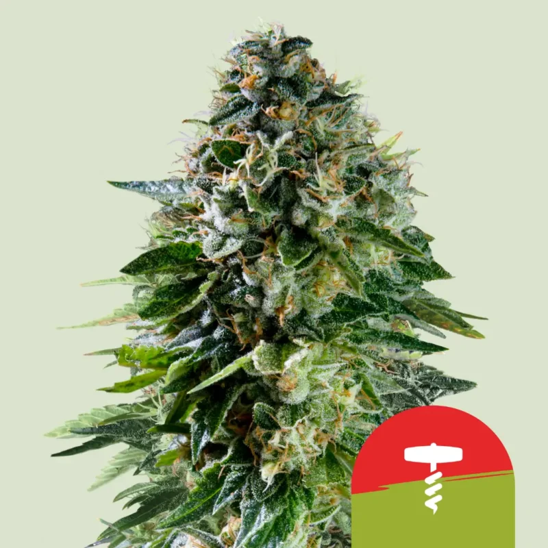 Royal Queen Seeds x Tyson Corkscrew Auto 3