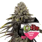 Royal Queen Seeds x Tyson Dynamite Diesel 2