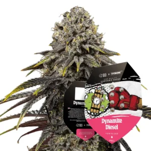 Royal Queen Seeds x Tyson Dynamite Diesel 2