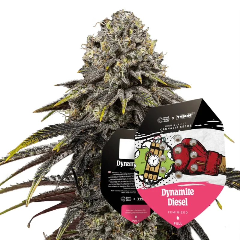 Royal Queen Seeds x Tyson Dynamite Diesel 2