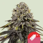Royal Queen Seeds x Tyson Dynamite Diesel 3