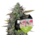 Royal Queen Seeds x Tyson GOATlato Auto 2