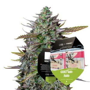 Royal Queen Seeds x Tyson GOATlato Auto 2