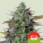 Royal Queen Seeds x Tyson GOATlato Auto 3