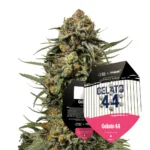 Royal Queen Seeds x Tyson Gelato 44 2