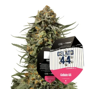Royal Queen Seeds x Tyson Gelato 44 2