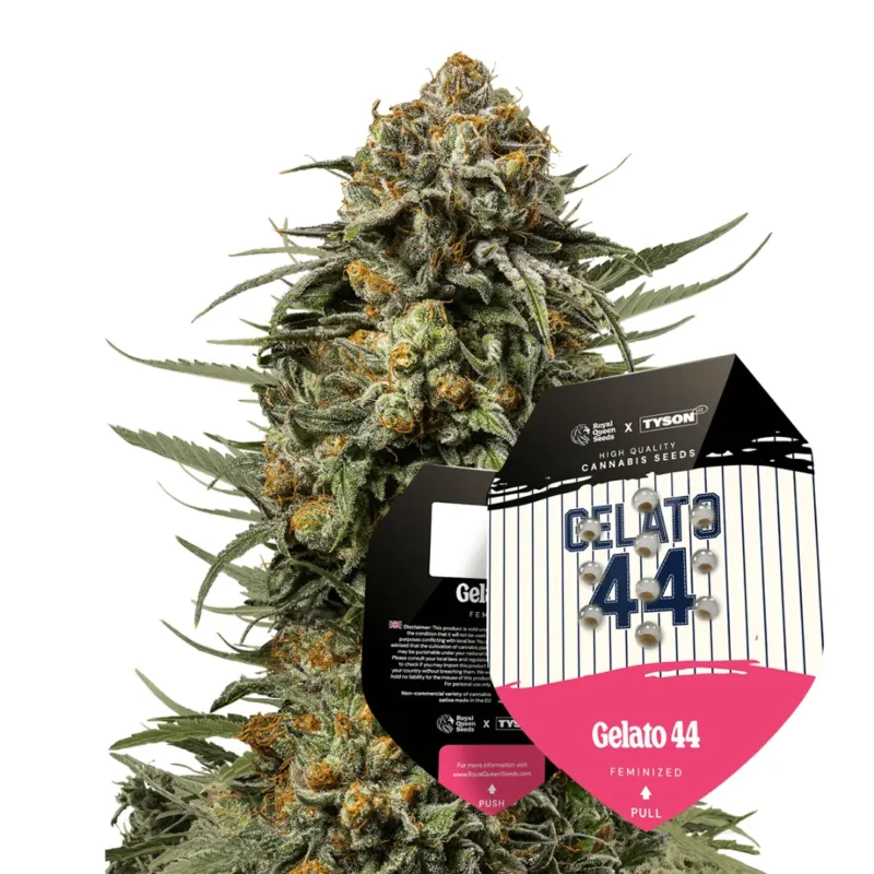 Royal Queen Seeds x Tyson Gelato 44 2