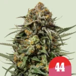 Royal Queen Seeds x Tyson Gelato 44 3