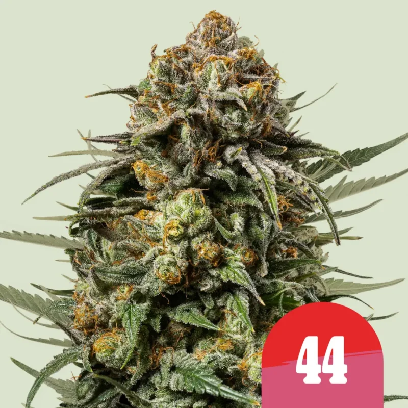 Royal Queen Seeds x Tyson Gelato 44 3