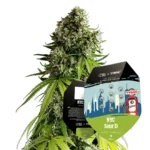Royal Queen Seeds x Tyson NYC Sour D Auto 2