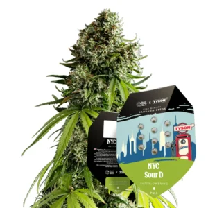 Royal Queen Seeds x Tyson NYC Sour D Auto 2