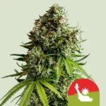 Royal Queen Seeds x Tyson NYC Sour D Auto 3