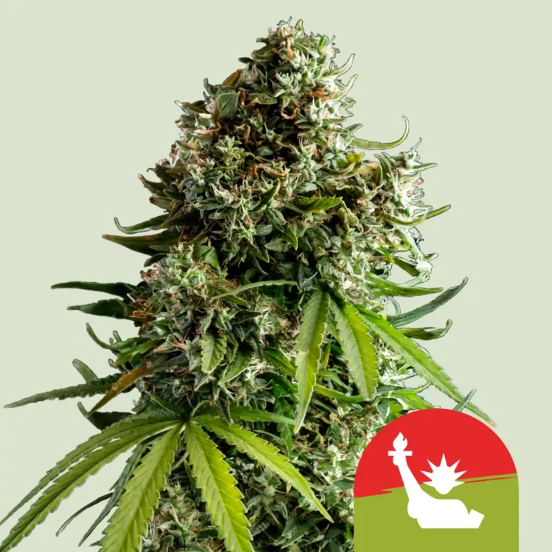 Royal Queen Seeds x Tyson NYC Sour D Auto 3
