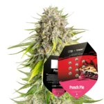 Royal Queen Seeds x Tyson Punch Pie 2