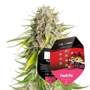 Royal Queen Seeds x Tyson Punch Pie 2
