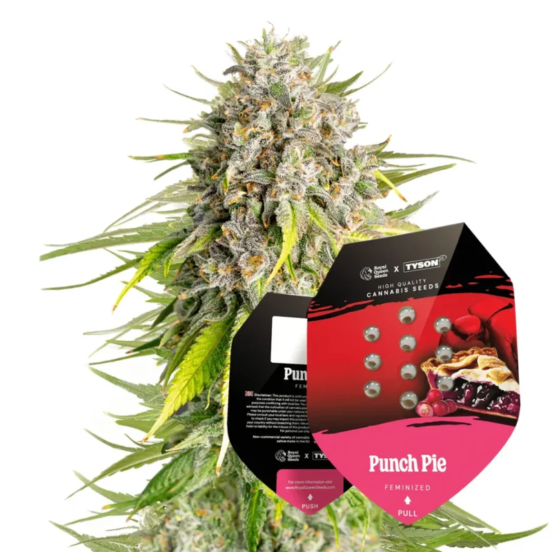 Royal Queen Seeds x Tyson Punch Pie 2