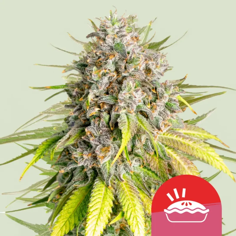Royal Queen Seeds x Tyson Punch Pie 3