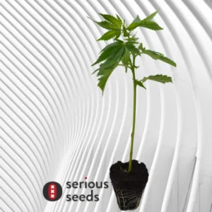 AK47 Cannabis Stecklinge
