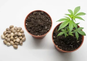 Mehr über den Artikel erfahren Automatische Cannabis Samen: Alles, was du wissen musst 🌱