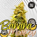 Banana Monkey Cannabis Stecklinge