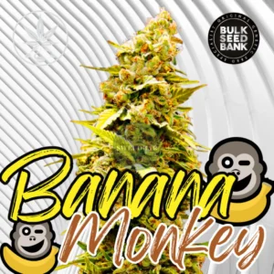 Banana Monkey Cannabis Stecklinge