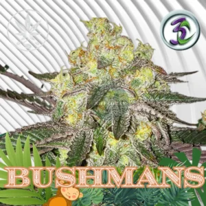 Bushmans Cannabis Stecklinge