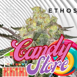 Candy Store Cannabis Stecklinge
