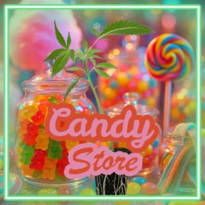 Candy Store Cannabis Stecklinge Hanfsteckling